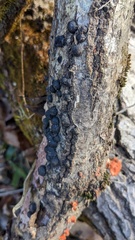 Annulohypoxylon truncatum