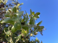 Arctostaphylos purissima