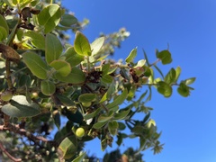 Arctostaphylos purissima