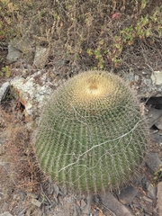 Ferocactus histrix