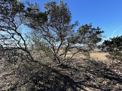 Arctostaphylos purissima