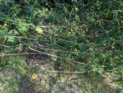 Achyranthes
