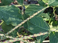 Achyranthes
