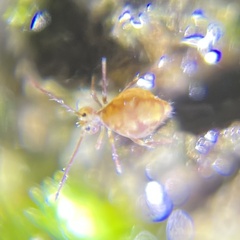 Ptenothrix