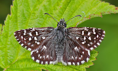 Pyrgus malvae