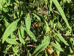 Solanum bahamense