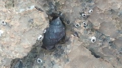 Rapaninae