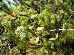 Polytrichum strictum