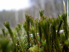 Polytrichum strictum