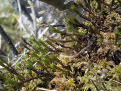 Polytrichum strictum