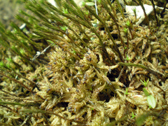 Polytrichum strictum