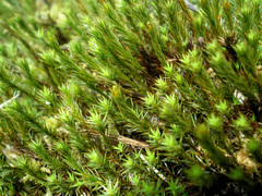 Polytrichum strictum
