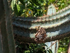 Polistes crinitus