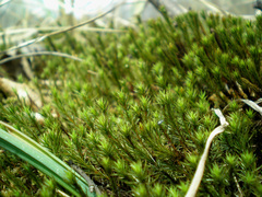 Polytrichum strictum