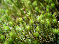 Polytrichum strictum