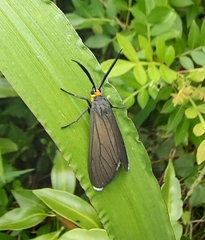 Ctenucha rubriceps