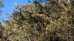 Oxylobium arborescens