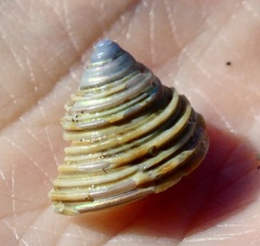 Calliostoma canaliculatum