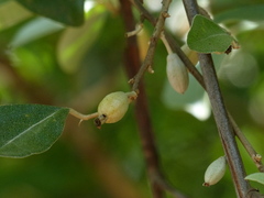 Elaeagnus conferta