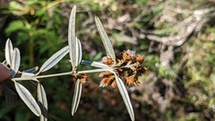 Oxylobium arborescens