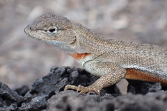 Microlophus bivittatus