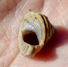 Calliostoma canaliculatum