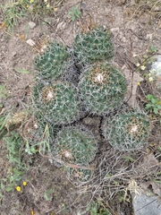 Coryphantha clavata clavata