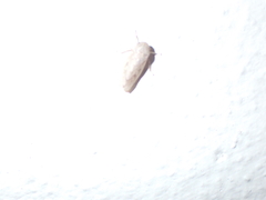 Curtara