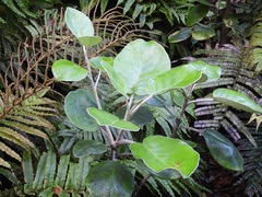 Brachyglottis rotundifolia