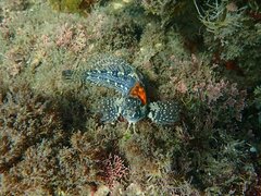 Hypsoblennius gentilis