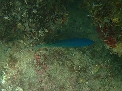Chromis punctipinnis
