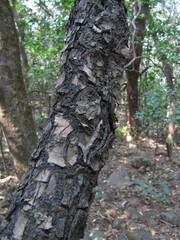 Elaeagnus conferta