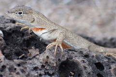 Microlophus bivittatus