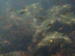 Chromis punctipinnis