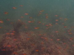 Chromis punctipinnis