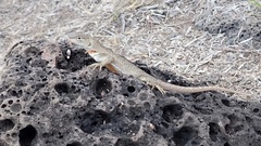 Microlophus bivittatus