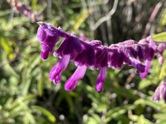 Salvia leucantha