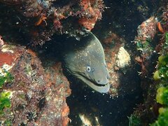Gymnothorax mordax
