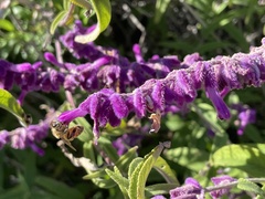 Salvia leucantha