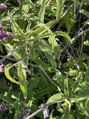 Salvia leucantha