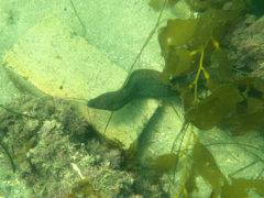 Gymnothorax mordax