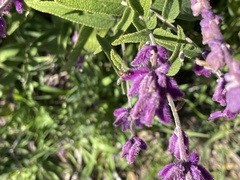 Salvia leucantha