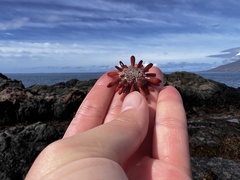 Heterocentrotus mamillatus