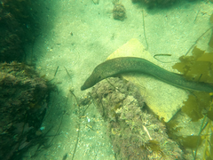 Gymnothorax mordax