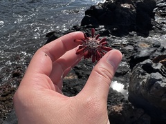 Heterocentrotus mamillatus