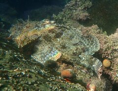 Scorpaena guttata