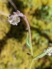 Myosotis australis