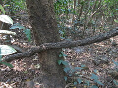 Elaeagnus conferta