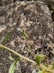 Myosotis australis