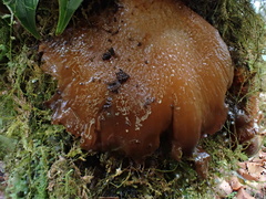 Sarcomyxa edulis